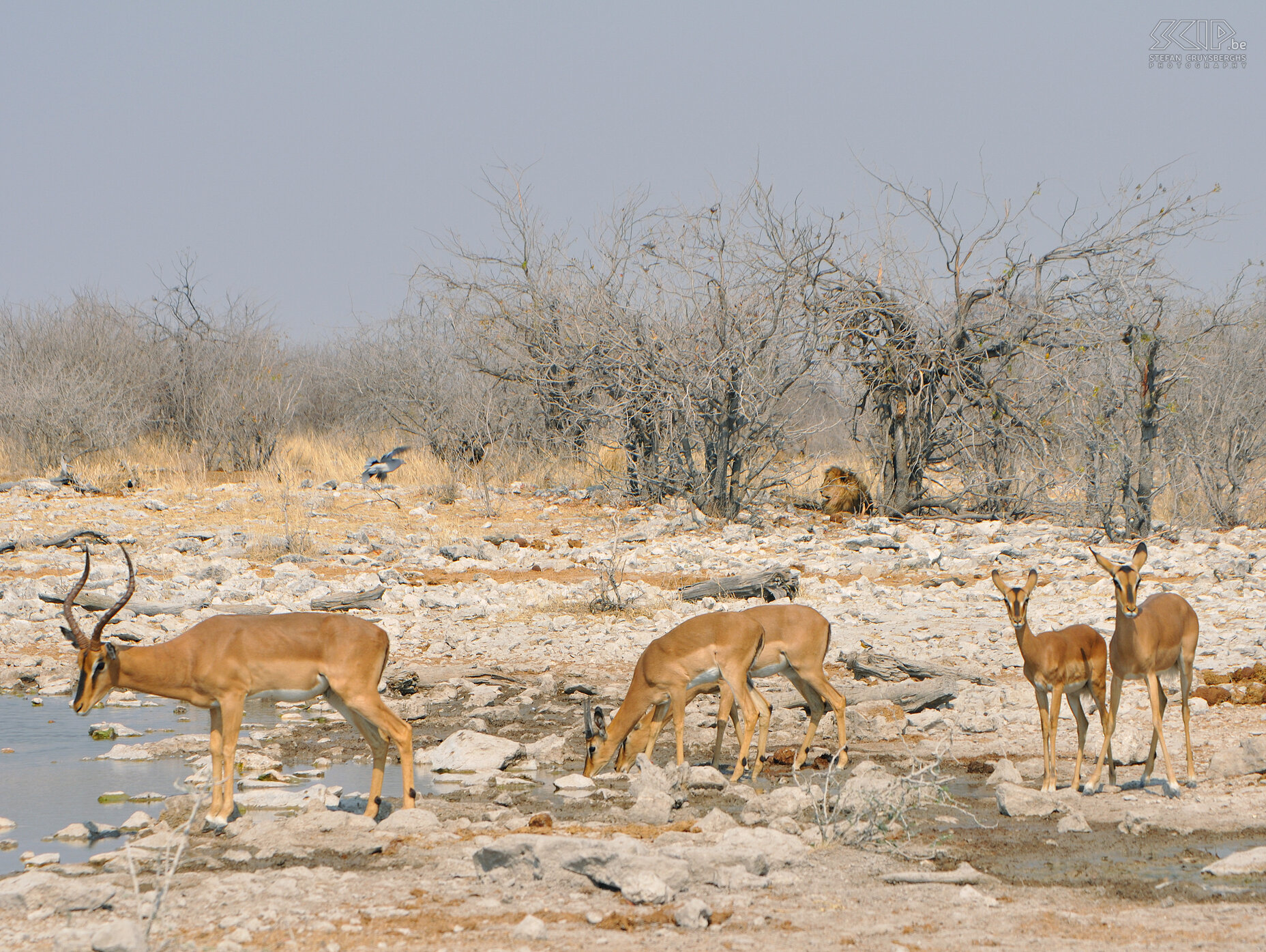 Etosha - Kalkheuvel - Impalas with lion At the waterhole of Kalkheuvel a lion is lurking while impalas keep on drinking. Stefan Cruysberghs